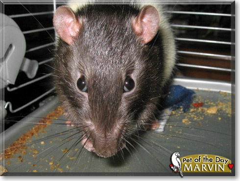 Marvin, the Pet of the Day