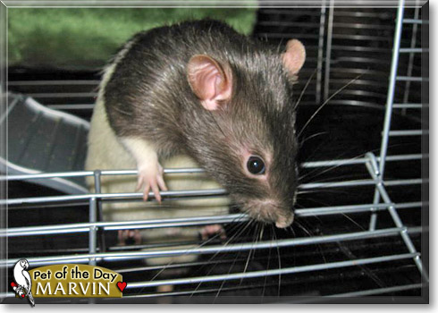 Marvin, the Pet of the Day