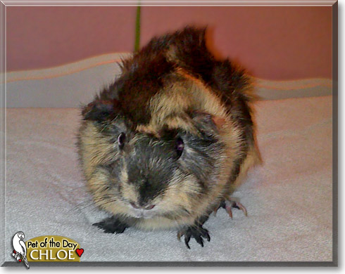 Chloe, the Pet of the Day Chloe, the Pet of the Day
