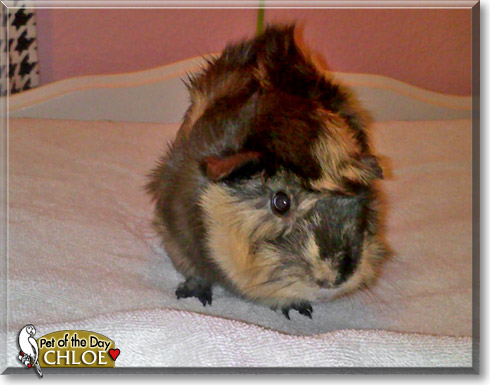 Chloe, the Pet of the Day Chloe, the Pet of the Day