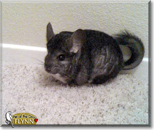 Flynn, the Pet of the Day Flynn, the Pet of the Day