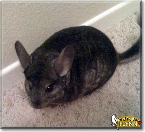 Flynn, the Pet of the Day Flynn, the Pet of the Day