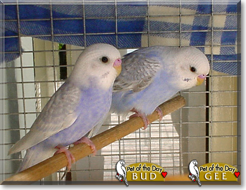 Bud, Gee, the Pet of the Day Bud, Gee, the Pet of the Day