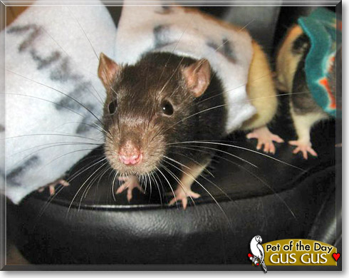 Gus Gus, the Pet of the Day Gus Gus, the Pet of the Day