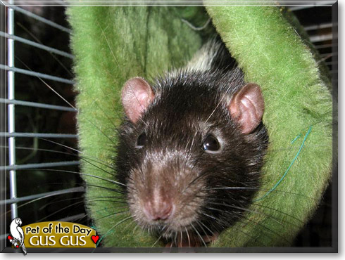 Gus Gus, the Pet of the Day Gus Gus, the Pet of the Day