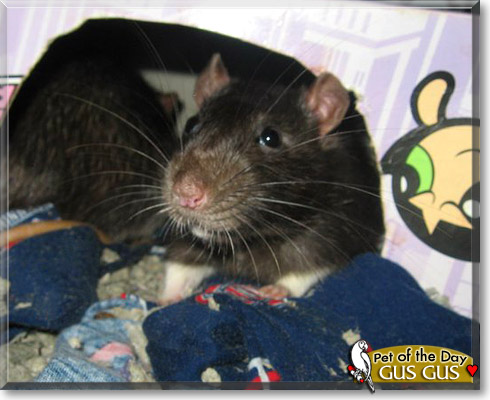 Gus Gus, the Pet of the Day Gus Gus, the Pet of the Day