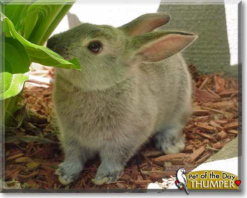 Thumper, the Pet of the Day