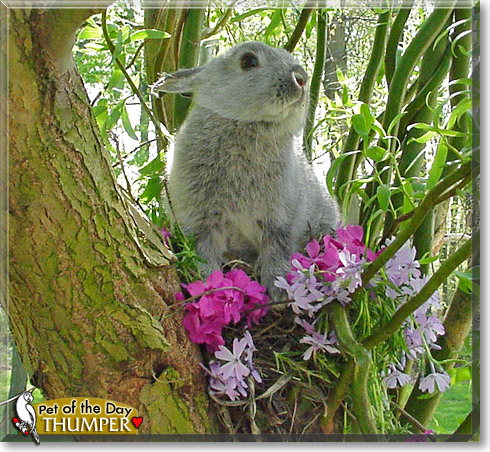 Thumper, the Pet of the Day
