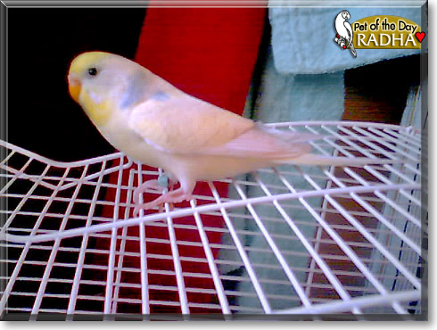 Radha, the Pet of the Day