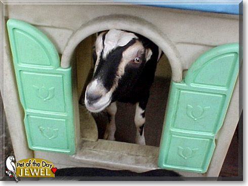 Jewel, the Pet of the Day Jewel, the Pet of the Day