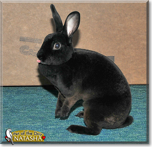 Natasha, the Pet of the Day Natasha, the Pet of the Day