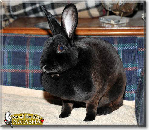 Natasha, the Pet of the Day Natasha, the Pet of the Day