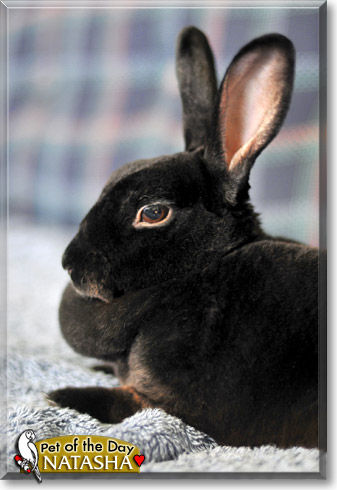 Natasha, the Pet of the Day Natasha, the Pet of the Day
