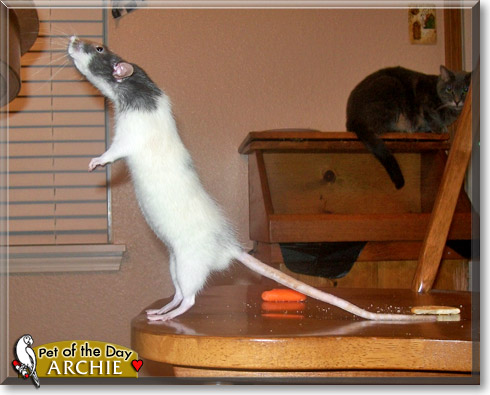 Archie, the Pet of the Day Archie, the Pet of the Day
