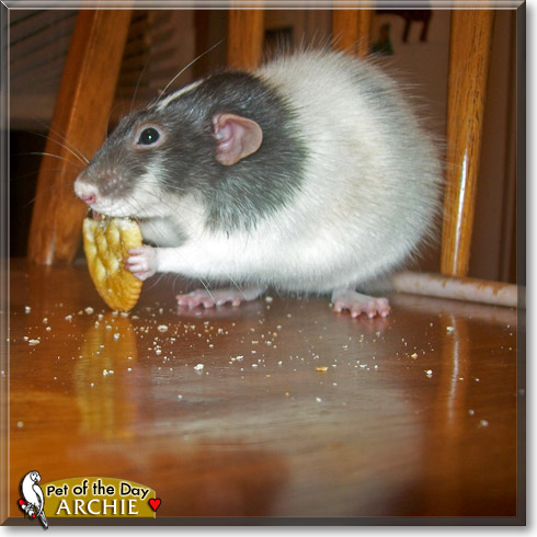 Archie, the Pet of the Day Archie, the Pet of the Day