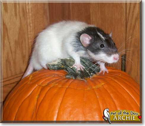 Archie, the Pet of the Day Archie, the Pet of the Day