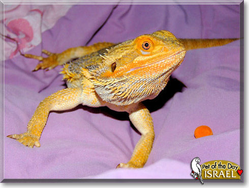 Israel, the Pet of the Day Israel, the Pet of the Day