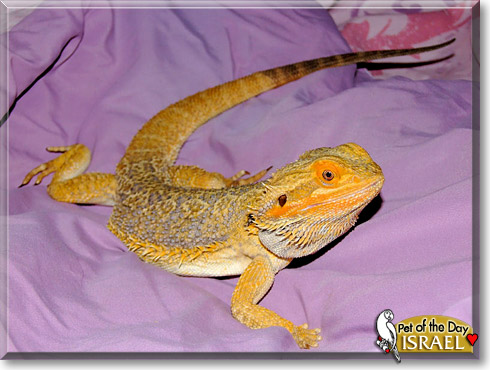 Israel, the Pet of the Day Israel, the Pet of the Day