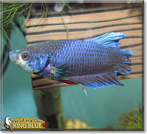 King Blue, the Pet of the Day King Blue, the Pet of the Day