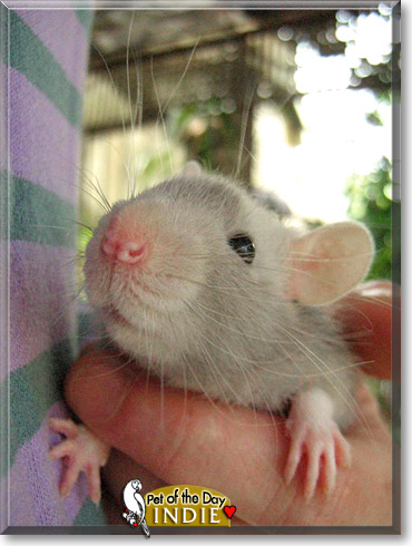 Indiana Jones, the Pet of the Day Indiana Jones, the Pet of the Day