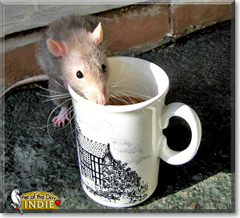 Indiana Jones, the Pet of the Day Indiana Jones, the Pet of the Day