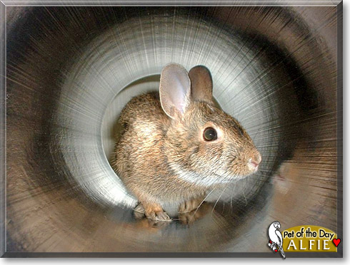Alfie, the Pet of the Day Alfie, the Pet of the Day