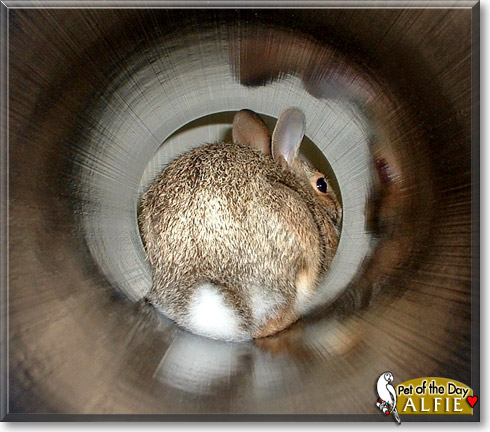 Alfie, the Pet of the Day Alfie, the Pet of the Day