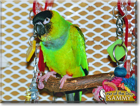 Sammy, the Pet of the Day