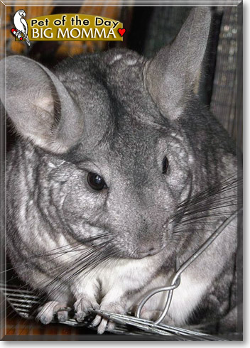 Big Momma, the Pet of the Day Big Momma, the Pet of the Day