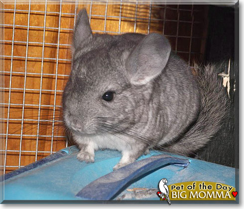Big Momma, the Pet of the Day