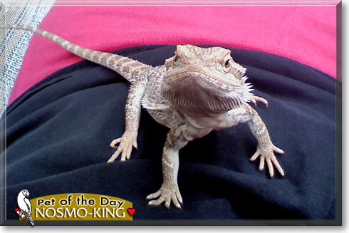 Nosmo-king, the Pet of the Day Nosmo-king, the Pet of the Day
