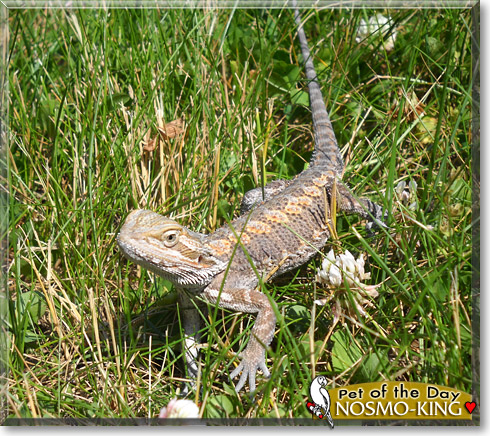 Nosmo-king, the Pet of the Day