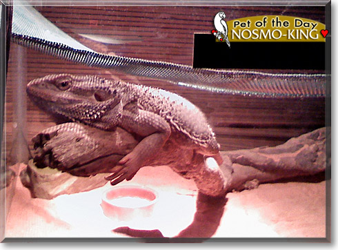 Nosmo-king, the Pet of the Day