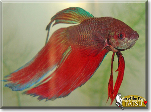 Tatsu, the Pet of the Day Tatsu, the Pet of the Day