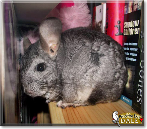 Dale, the Pet of the Day Dale, the Pet of the Day
