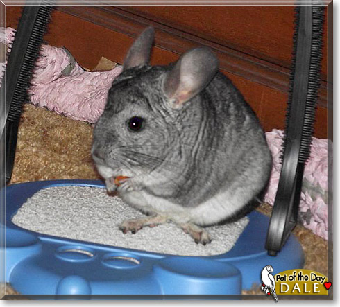 Dale, the Pet of the Day Dale, the Pet of the Day