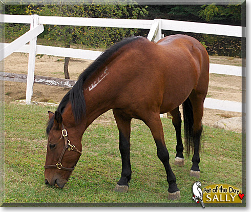 Mustang Sally, the Pet of the Day Mustang Sally, the Pet of the Day