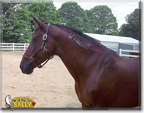 Mustang Sally, the Pet of the Day Mustang Sally, the Pet of the Day