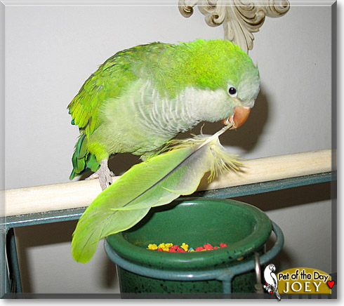 Joey, the Pet of the Day Joey, the Pet of the Day