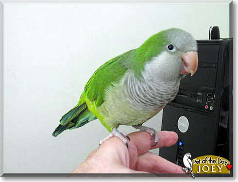 Joey, the Pet of the Day Joey, the Pet of the Day