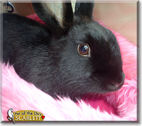 Scarlett, the Pet of the Day Scarlett, the Pet of the Day