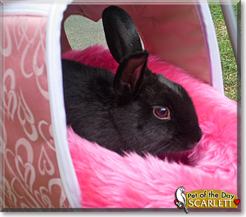 Scarlett, the Pet of the Day Scarlett, the Pet of the Day