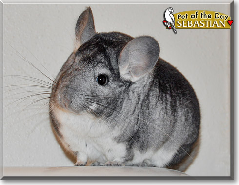 Sebastian, the Pet of the Day Sebastian, the Pet of the Day