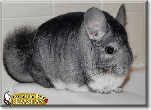 Sebastian, the Pet of the Day Sebastian, the Pet of the Day