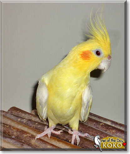 Koko, the Pet of the Day Koko, the Pet of the Day