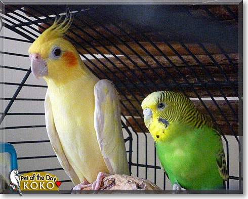 Koko, the Pet of the Day Koko, the Pet of the Day