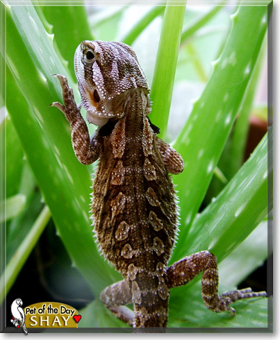 Shay, the Pet of the Day Shay, the Pet of the Day