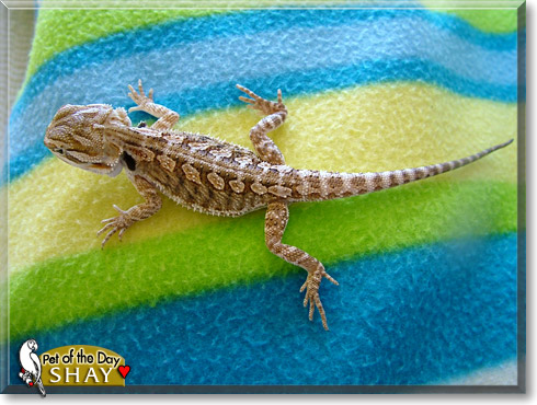 Shay, the Pet of the Day