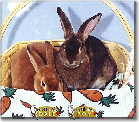 Dale, Roy, the Pet of the Day