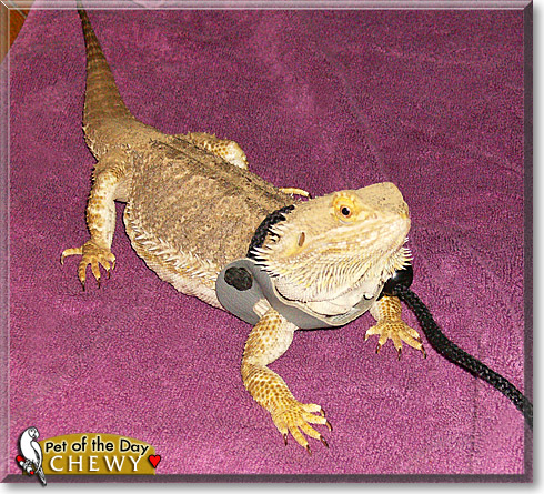 Chewy, the Pet of the Day Chewy, the Pet of the Day